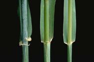 Collar regions of 
				(left to right) barley, wheat, and oat.