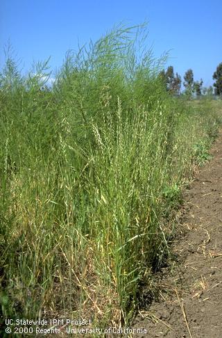 View of weed infested Asparagus row; competition will yield thin spears.