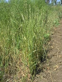 Weedy areas can lead to weak or thin spears