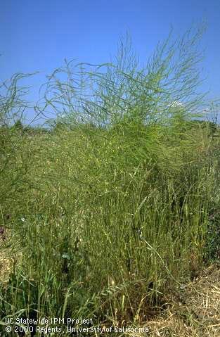 An asparagus row with a heavy weed infestation.