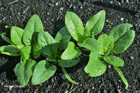 Spinach plants, Spinacia oleracea, growing in soil.