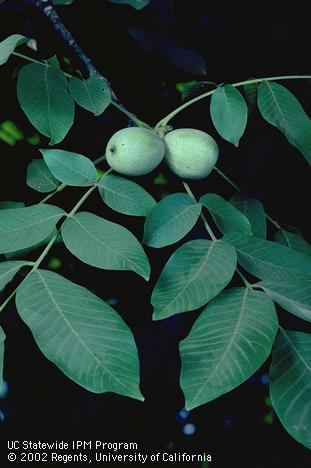 Walnut leaves and a fruit cluster.