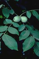 Foliage development showing mature leaves with immature nuts.