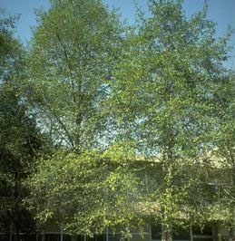 Mature white alder, alnus rhombifloia