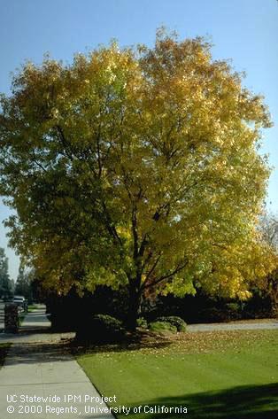 Fall color of a Modesto Ash tree.