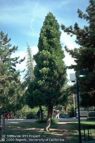 A mature incense cedar tree.