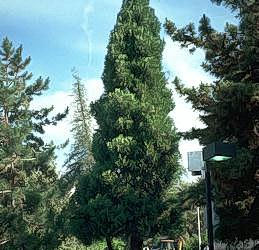 Incense cedar