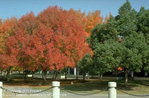 Fall color of Chinese pistache.