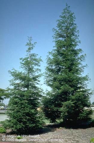 A mature coast redwood tree, 'Aptos Blue' variety.