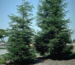 Redwood trees