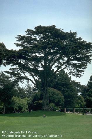 A mature Monterey cypress tree.