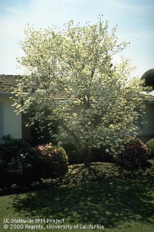 A dogwood tree, Cornus florida.