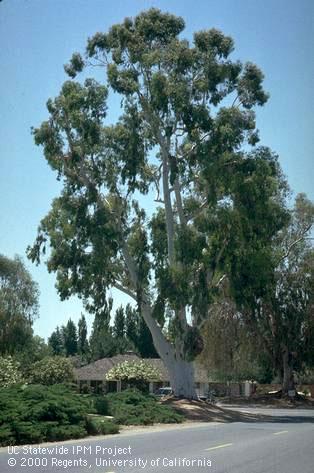 Mature Eucalyptus, Eucalyptus viminalis.