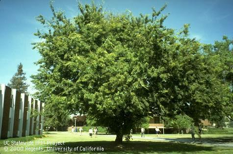 Mature Japanese Zelkova, Zelkova sp.