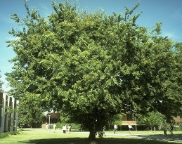 Zelkova tree