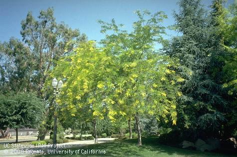 A honey locust tree.