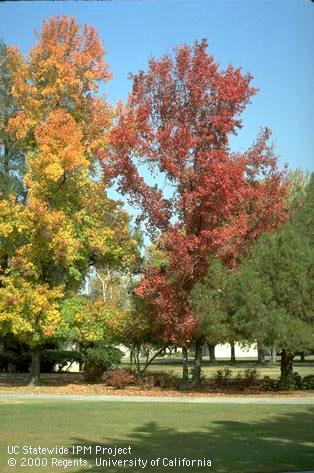 Fall colors of American sweet gum.