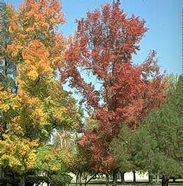 Fall color