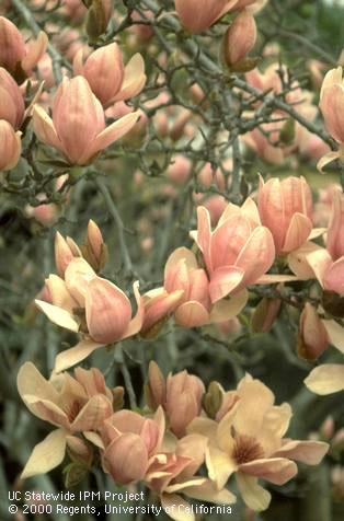 Flowering magnolia Magnolia soulangiana.