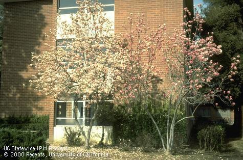 Two magnolia species, Magnolia soulangiana and M. rustifolia rubra.