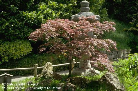 Red Japanese maple, Acer sp..