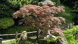 Japanese maple