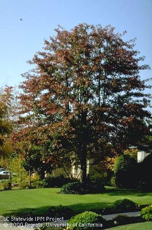 A pin oak tree in the fall.