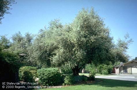 An olive tree, Olea europaea.