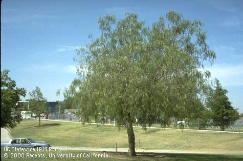 A California pepper tree, Schinus molle.