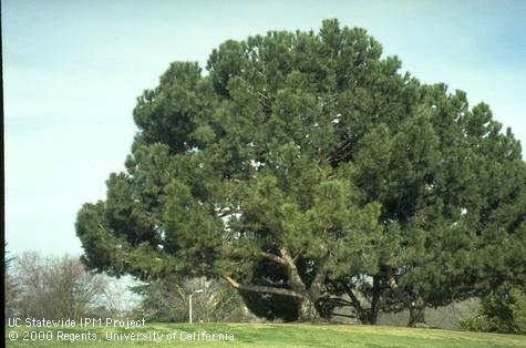 A mature Italian stone pine, Pinus pinea.