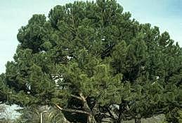 Italian stone pine