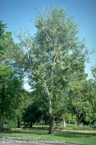 A poplar tree, Populus alba.