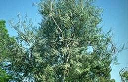 Populus alba