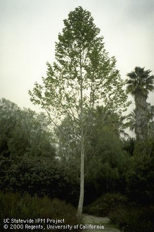 Mature California sycamore.