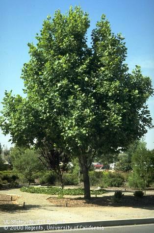 A mature tulip tree.