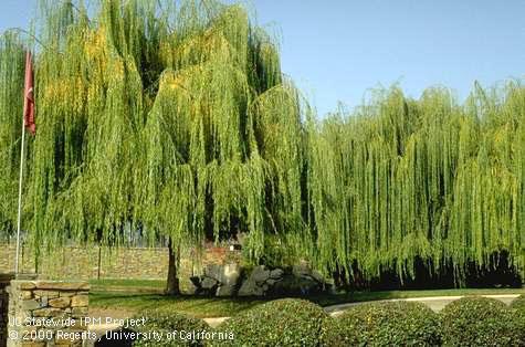 Weeping willow trees in mid-winter.