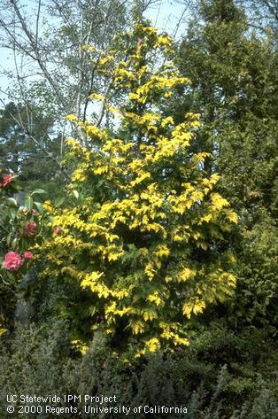 A mature false cypress tree.