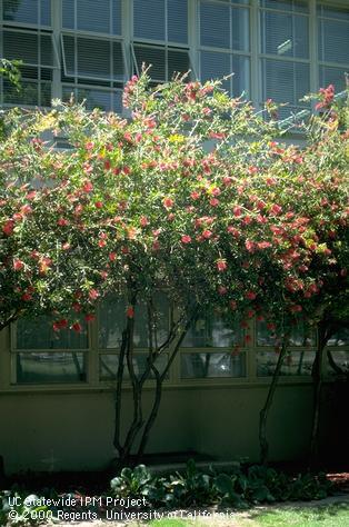 A weeping bottlebrush tree in bloom.