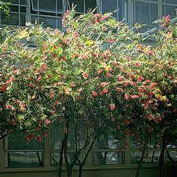 Flowering bottlebrush