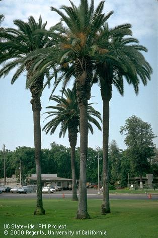 Mature Canary Island palm trees.