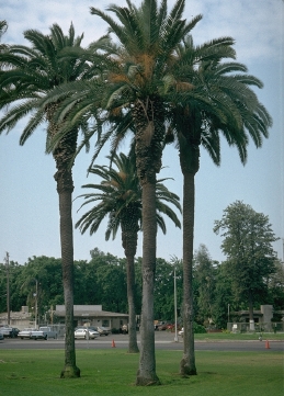 Canary Island palm trees