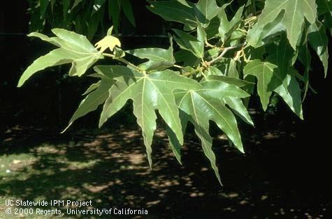 The leaves of a California sycamore.