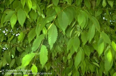 Leaves of Japanese Zelkova, Zelkova sp.