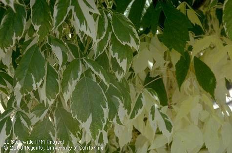 Leaves of a ghost tree, Acer negundo 'variegatum'.