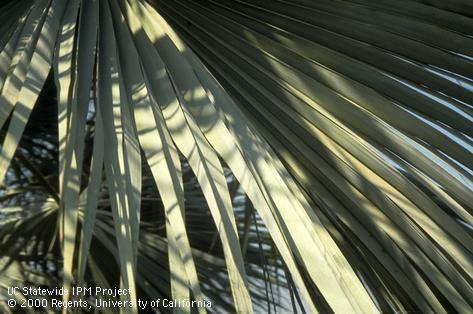 Foliage of a Mexican blue palm.