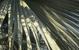 foliage of Mexican blue palm