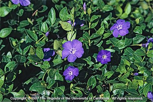 Big periwinkle, <I>Vinca major,</I> foliage and flowers.  