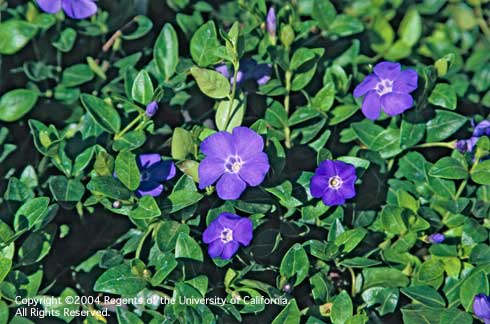 Foliage and flowers of big periwinkle, <i>Vinca major</i>.