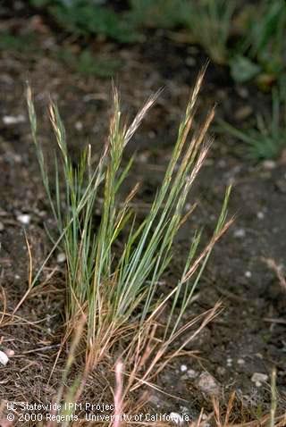 Mature plant of foxtail fescue.