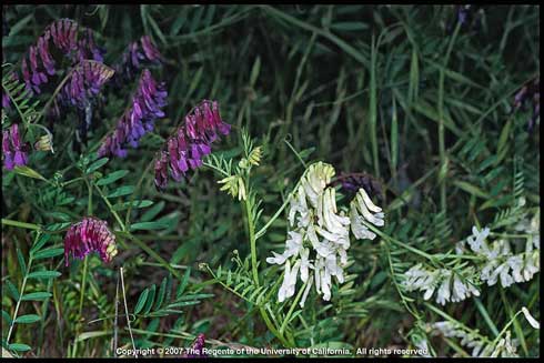 Hairy vetch (Vicia villosa spp. villosa) flower clusters with white and purple forms. Credit: Joseph M. DiTomaso